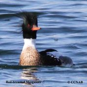 merganser