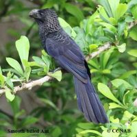 Aves de Cuba