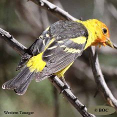 Birds of North America 