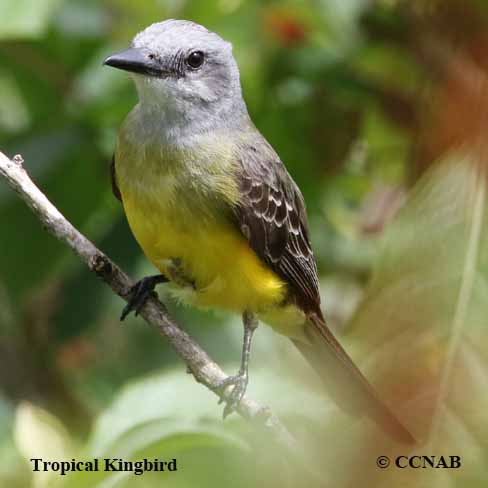 kingbirds, pictures of kingbirds