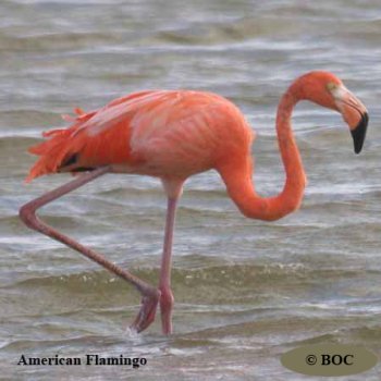 Birds of Cuba
