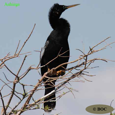 Birds of Cuba
