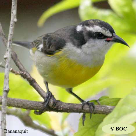 Birds of Cuba