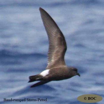Birds of Cuba