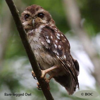 Birds of Cuba