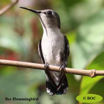 Birds of Cuba