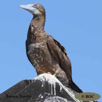 Birds of Cuba