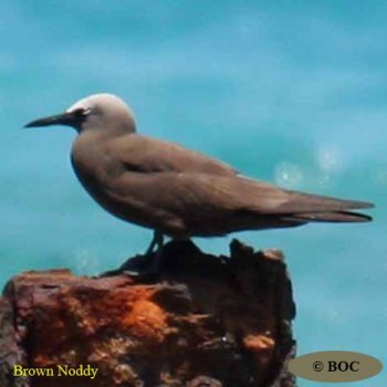 Birds of Cuba