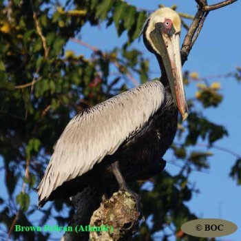 Birds of Cuba