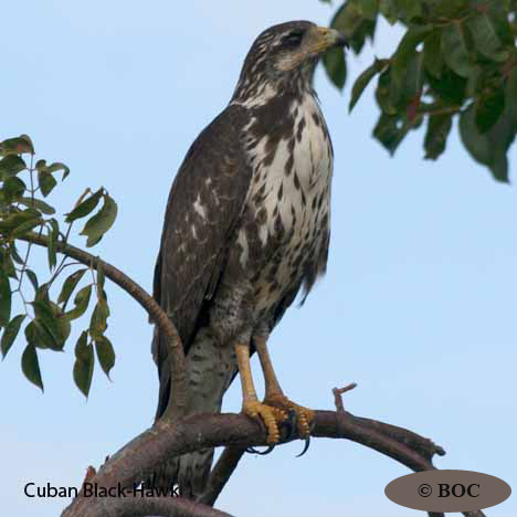 Birds of Cuba