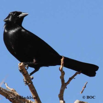 Birds of Cuba