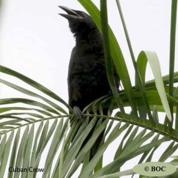 Birds of Cuba