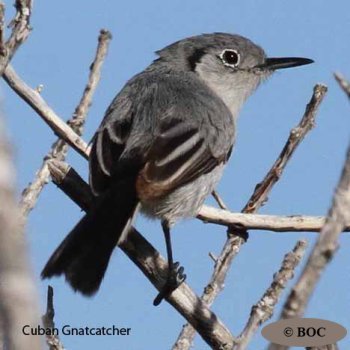 Birds of Cuba