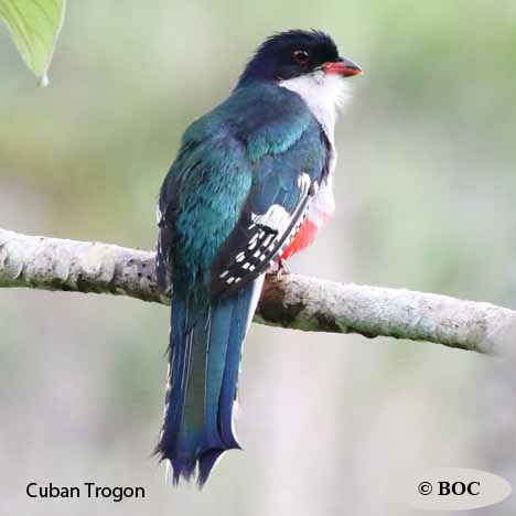 Birds of Cuba