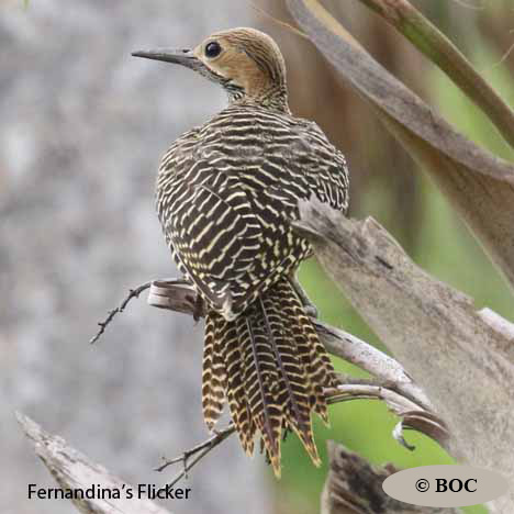 Birds of Cuba