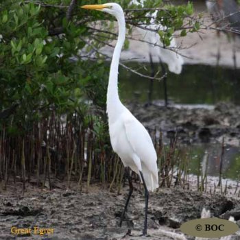 Birds of Cuba