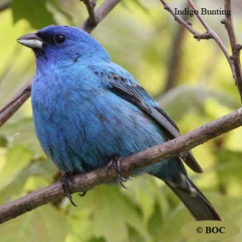 Birds of Cuba