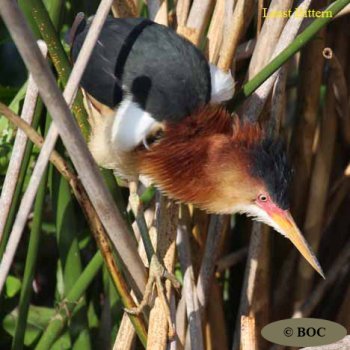 Birds of Cuba