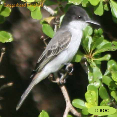 Birds of Cuba