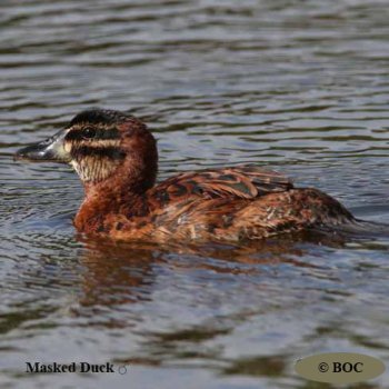 Birds of Cuba