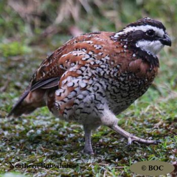 Birds of Cuba