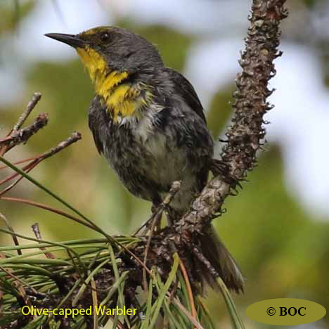 Birds of Cuba