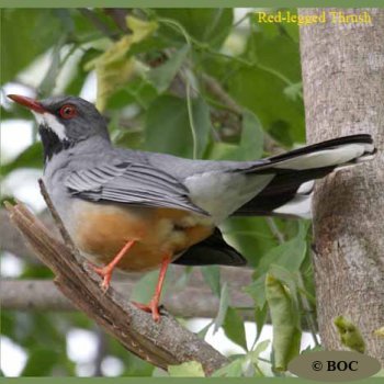 Birds of Cuba