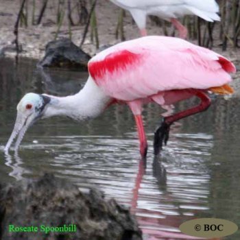 Birds of Cuba