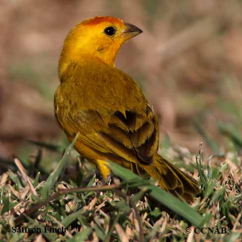 Birds of Cuba