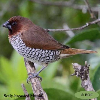 Birds of Cuba