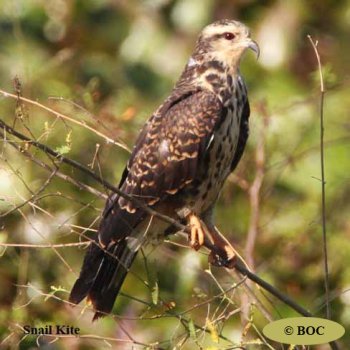 Birds of Cuba