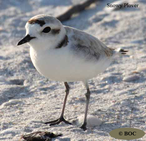 Birds of Cuba