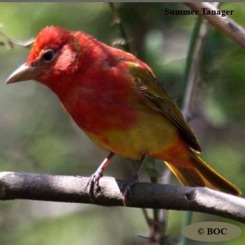 Birds of Cuba