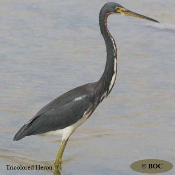 Birds of Cuba