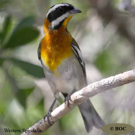 Birds of Cuba