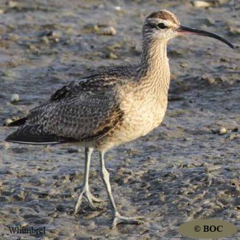 Birds of Cuba