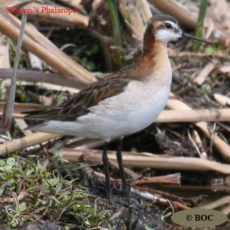 Birds of Cuba