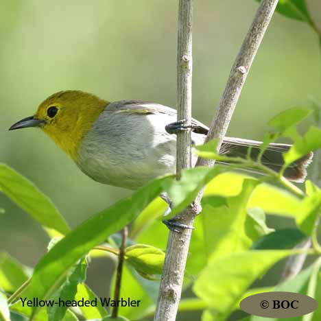 Birds of Cuba