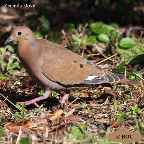 Birds of Cuba