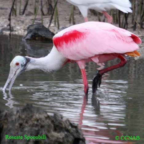 wading birds, Birds of Cuba