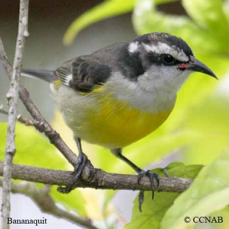 yellow birds, Birds of Cuba