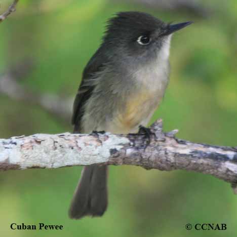 Gray Birds, pictures of Gray Birds, Birds of Cuba