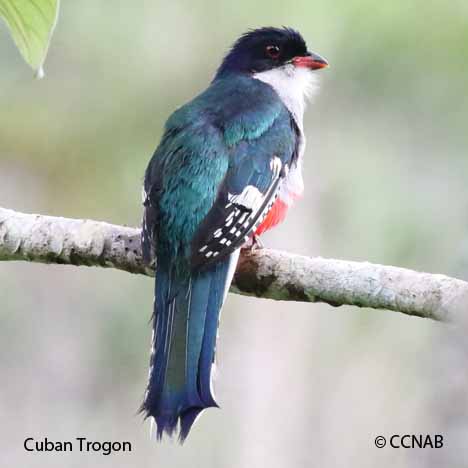 red birds, Birds of Cuba