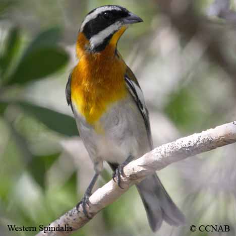 orange birds, Birds of Cuba