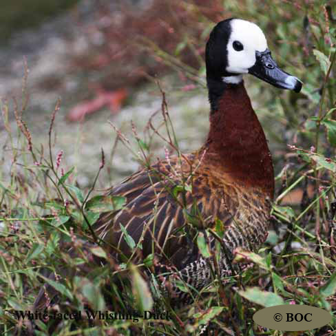 Birds of Cuba