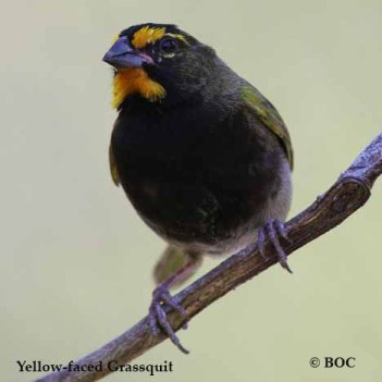Birds of Cuba