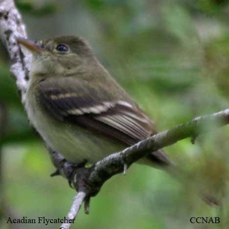 Birds of North America