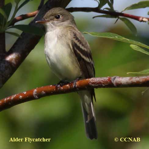 Birds of North America