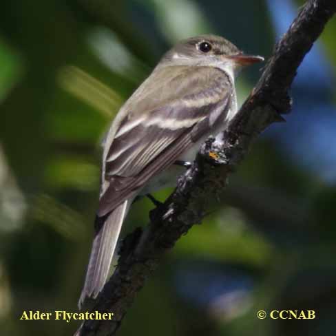 Alder Flycatcher