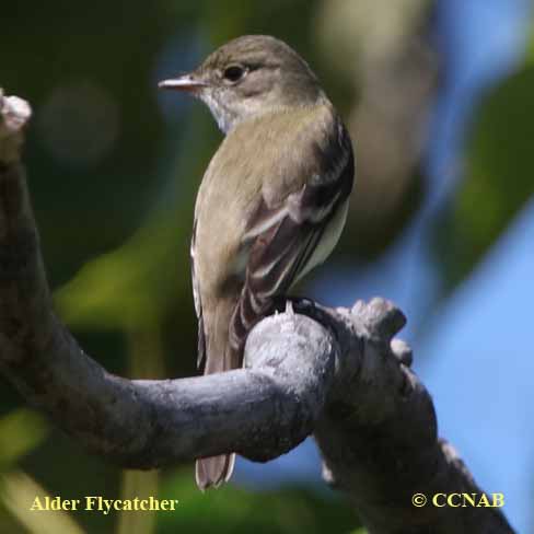 Alder Flycatcher